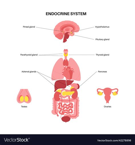 Image result for Endocrine System Drawing