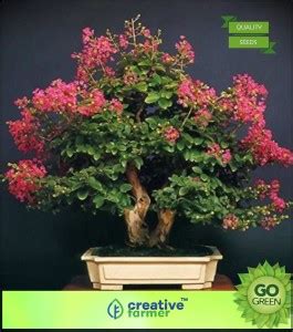 creative farmer Lagerstroemia Speciosa Seed Price in India - Buy ...