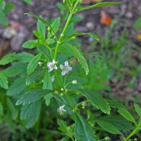 M-Tech Gardens Rare Stone Breaker/Kallurukki Medicinal Herb Plant ...