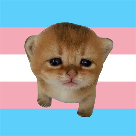 Trans pride pfp – Artofit