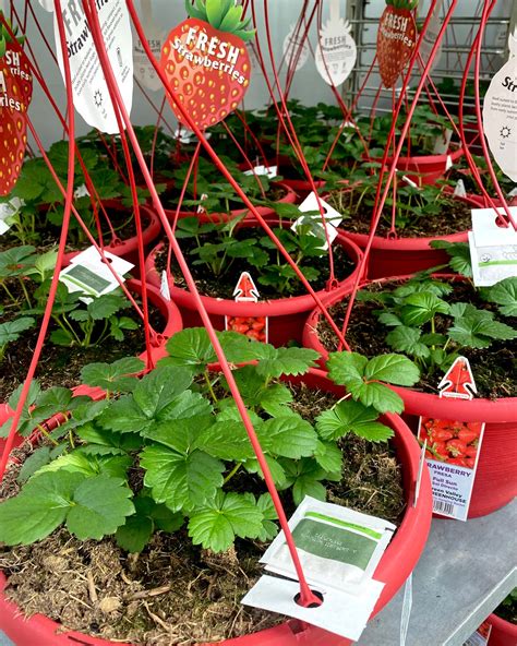 Green Valley Greenhouse (@greenvalleygreenhouse_mn) • Instagram photos ...