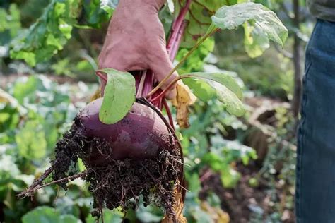 How To Grow Turnip From Sprouting To Produce At Home