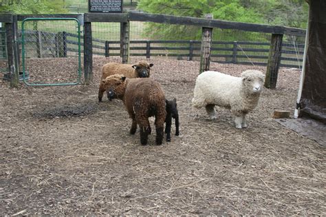 Miniature Babydoll Southdown Sheep For Sale - Tanglewood Farm Miniatures