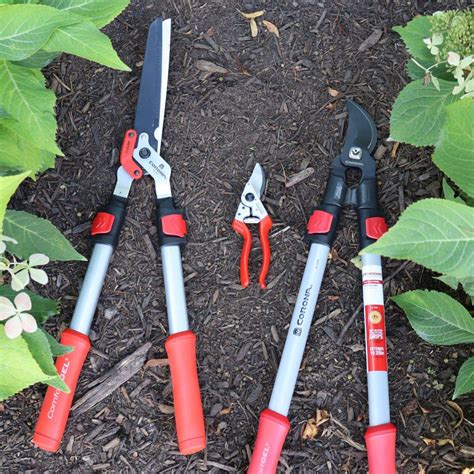 How To Prune Butterfly Bush (Buddleia) – ButterflyBushes.com