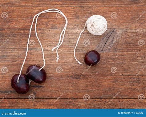 Conkers. Fruit of the Horse Chestnut Tree, Aesculus Hippocastanum. with ...