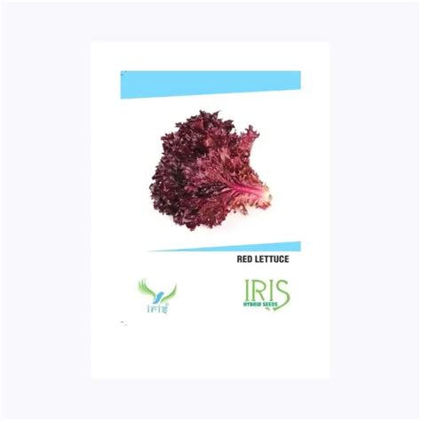 Buy Iris Red Lettuce Seeds Online - Vibrant & Nutritious - KisanShop