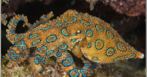Image result for Blue-Ringed Octopus Predators