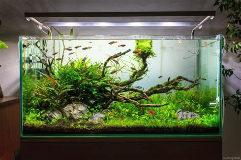 Freshwater Aquarium Designs And Layouts – BLKXFS