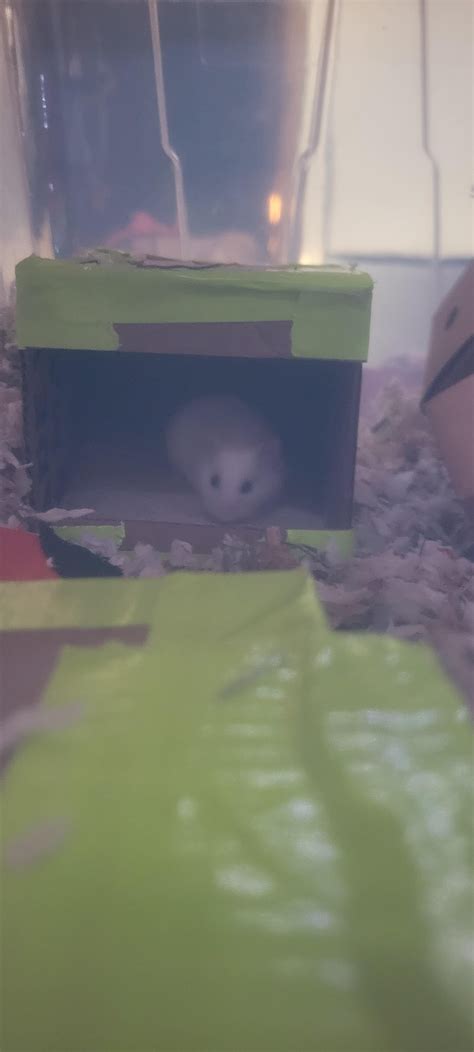 Do hamster bites hurt???? : r/hamstercare