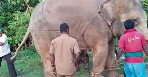 Images Of Tamil Nadu Forest Officials Pulling 3 Elephants With Rope And ...