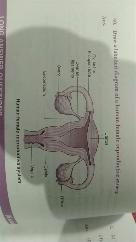 Image result for How to Draw a Female Reproductive System