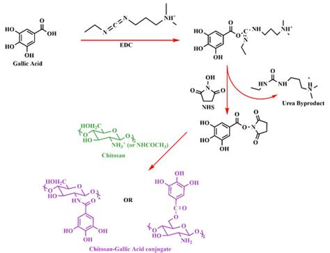 Chitosan-Polyphenol Conjugates for Human Health
