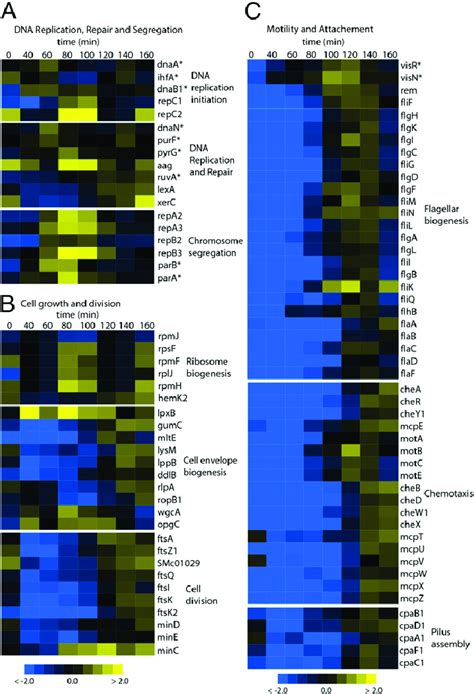 Image result for Cell Stage Gene Expression