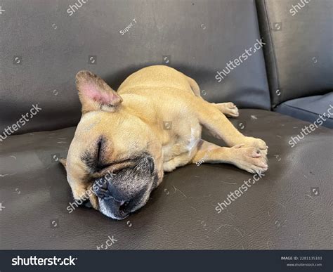 French Bulldog Sleeping On Back