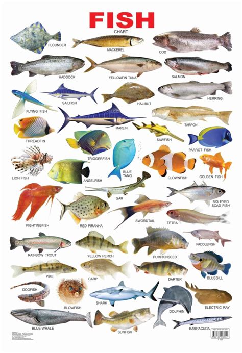 Image result for Fish Shell Argparse Examples