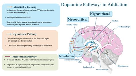 https://psychscenehub.com/wp-content/uploads/2024/04/Dopaminergic-Pathways-in-addiction.png?utm_source=chatgpt.com