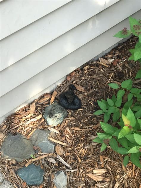 Image result for Poop Bandit