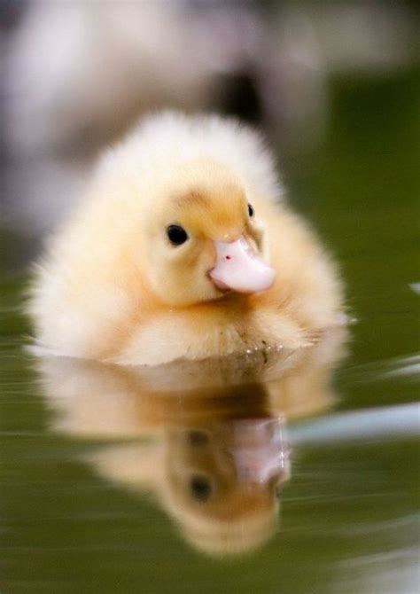 Image result for Duck Number Code in Python Using Count