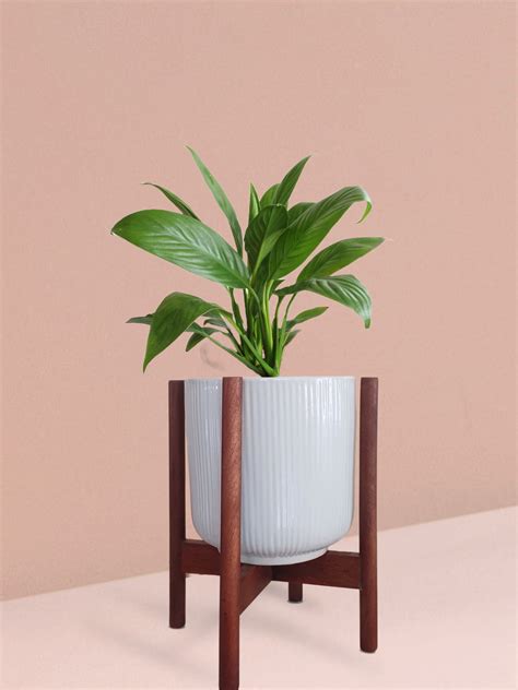 Peace Lily Plant in Ceramic Pot (Medium) – Greenkin