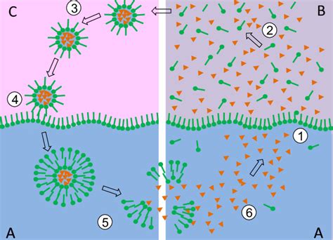 Image result for Vesicles Structure and Function