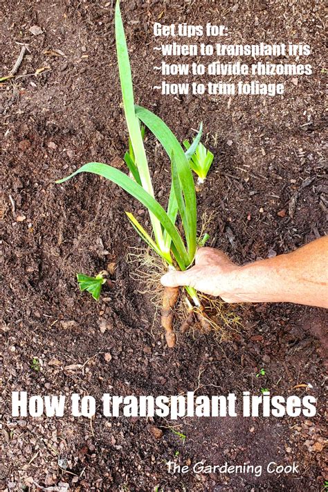 Guide to Transplanting Iris - Learn When to Divide Irises