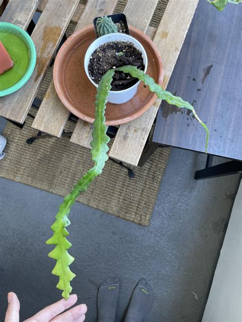 Hi! Does anyone know how I can get this zig zag plant to grow more than ...