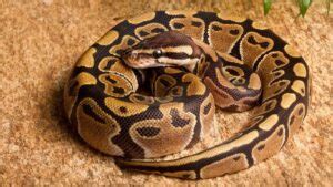 Image result for How to Care for Indian Python