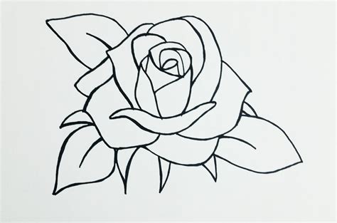 rose drawing new