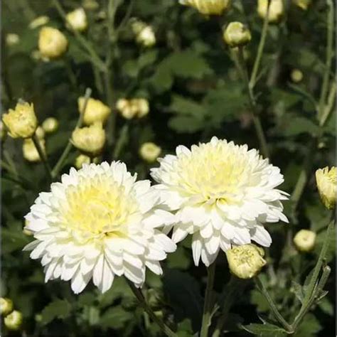 Chrysanthemum White Shevanti Seeds – Elegant Winter Blooms for Pots ...