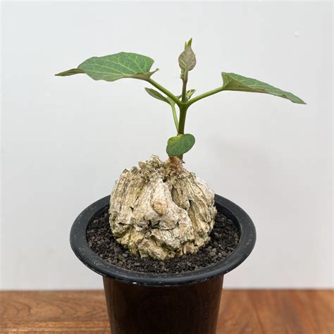 Matelea cyclophylla【マテレア・シクロフィラ】 | RIMO'S GREEN 【Saboten & Succulent】