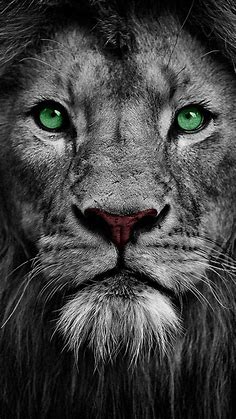 Lion Eyes IPhone Wallpaper - IPhone Wallpapers : iPhone Wallpapers