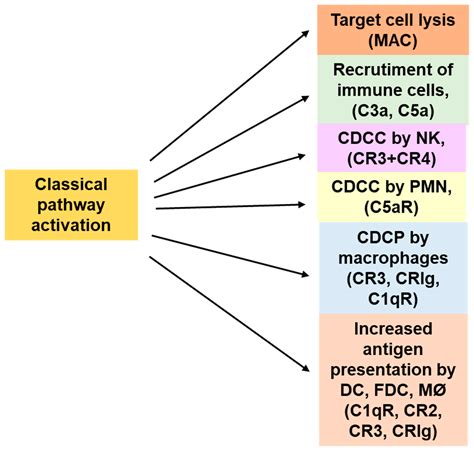 The Role of Complement in the Mechanism of Action of Therapeutic Anti ...