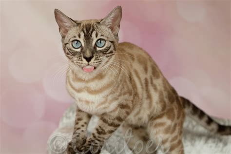 Charcoal Snow Seal Lynx Bengal Cat