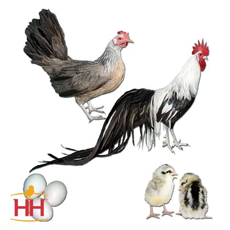 Silver Phoenix | Hoover's Hatchery