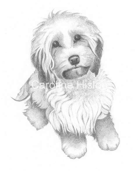 Image result for Cockapoo Drawing Formal Portrait