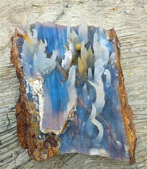 Opalized Fossilized Wood
