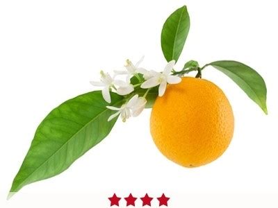 Pure Petitgrain Oil Essential Oil Manufacturer | Buy High Quality ...