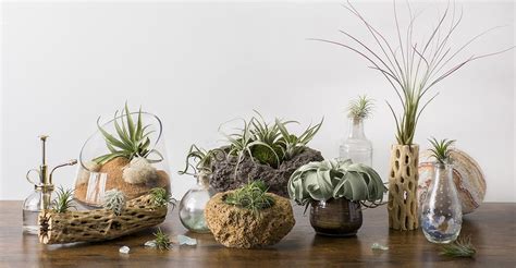 Air Plant Display Ideas 的图像结果