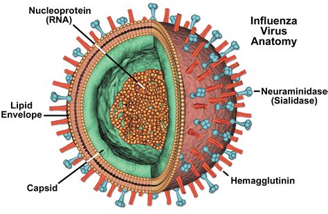 Virus Diagram Called