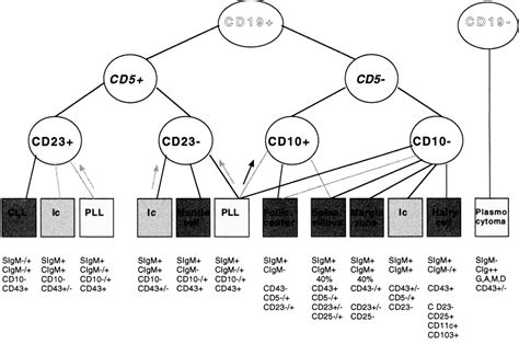 Image result for Lymphgen Algorithm