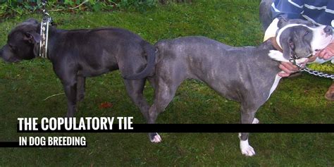 How Long Do Dogs Stay Locked - Stom