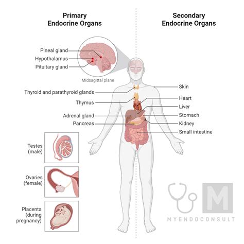 Endocrine System Concept Map _ endocrine system concept map – EWPURP