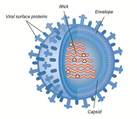 Image result for Virus Anatomy Explained