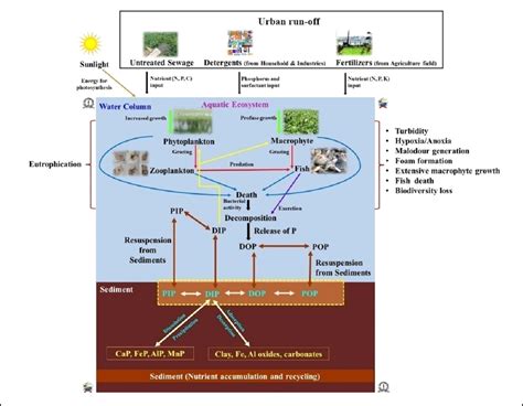 Phosphate Loading and Foam Formation in Urban Lakes