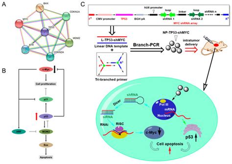 Multiple-Gene Regulation for Enhanced Antitumor Efficacy with Branch ...