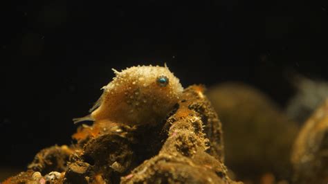 Exhibit Animals – Seymour Marine Discovery Center