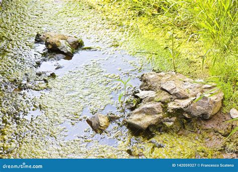 Stagnant Water with Stones Emerging on the Surface Stock Image - Image ...