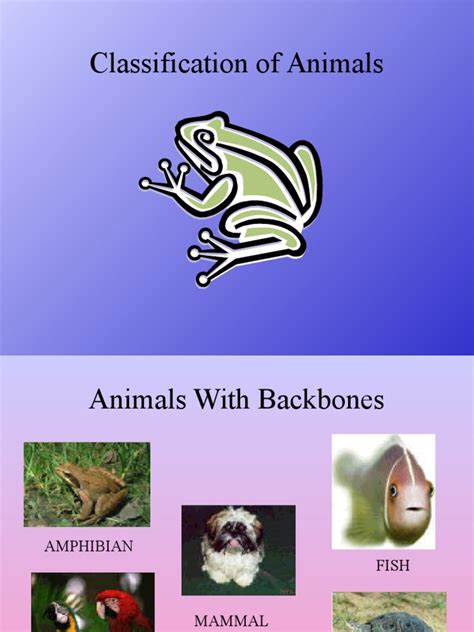 Why Is Classification of Animals Needed 的图像结果