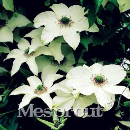 Clematis Courtoisii Seeds Mixed Colors Seeds Flower Seeds 70 Pcslivroom ...