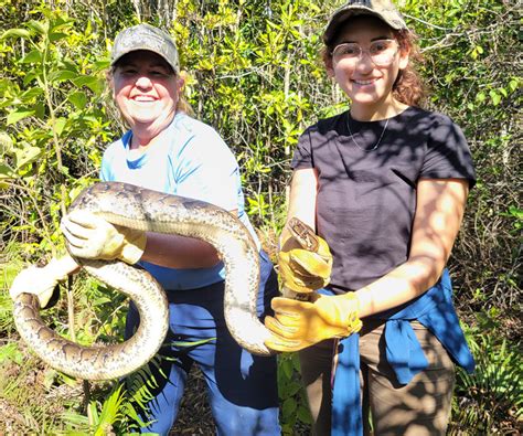 Image result for Female Python Hunters